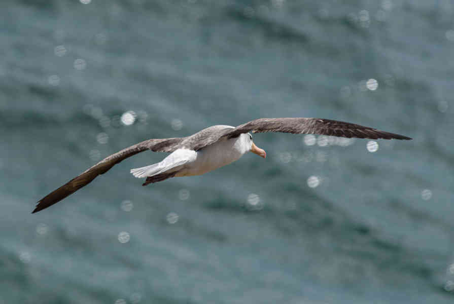 Albatros de Ceja Negra - islas Falkland o Malvinas  10.jpg